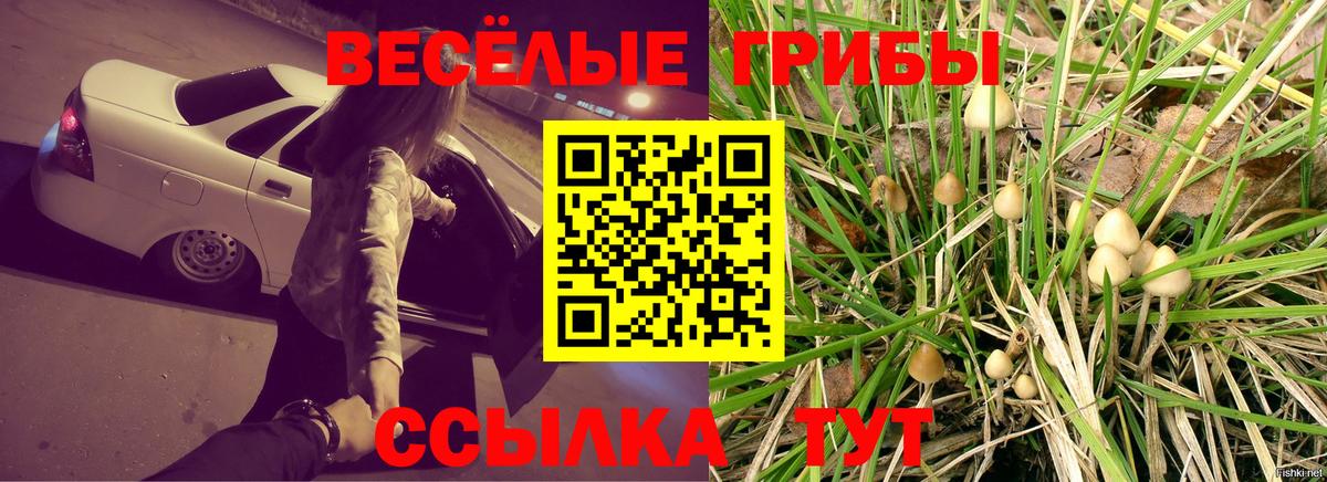 Псилоцибиновые грибы Cubensis Чайковский